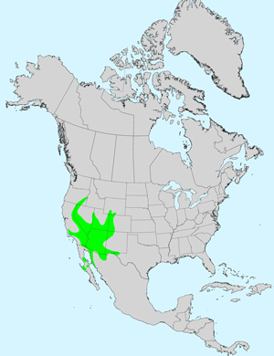 North America species range map for Chaenactis stevioides: North America species range map for Chaenactis carphoclinia: North America species range map for Centaurea solstitialis: North America species range map for Centaurea melitensis: Click image for full size map